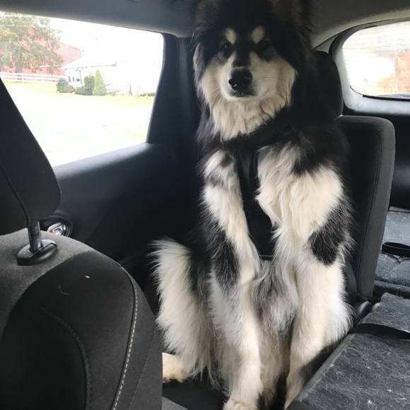 Meet your Posher, Morgan - Picture 6 of 11